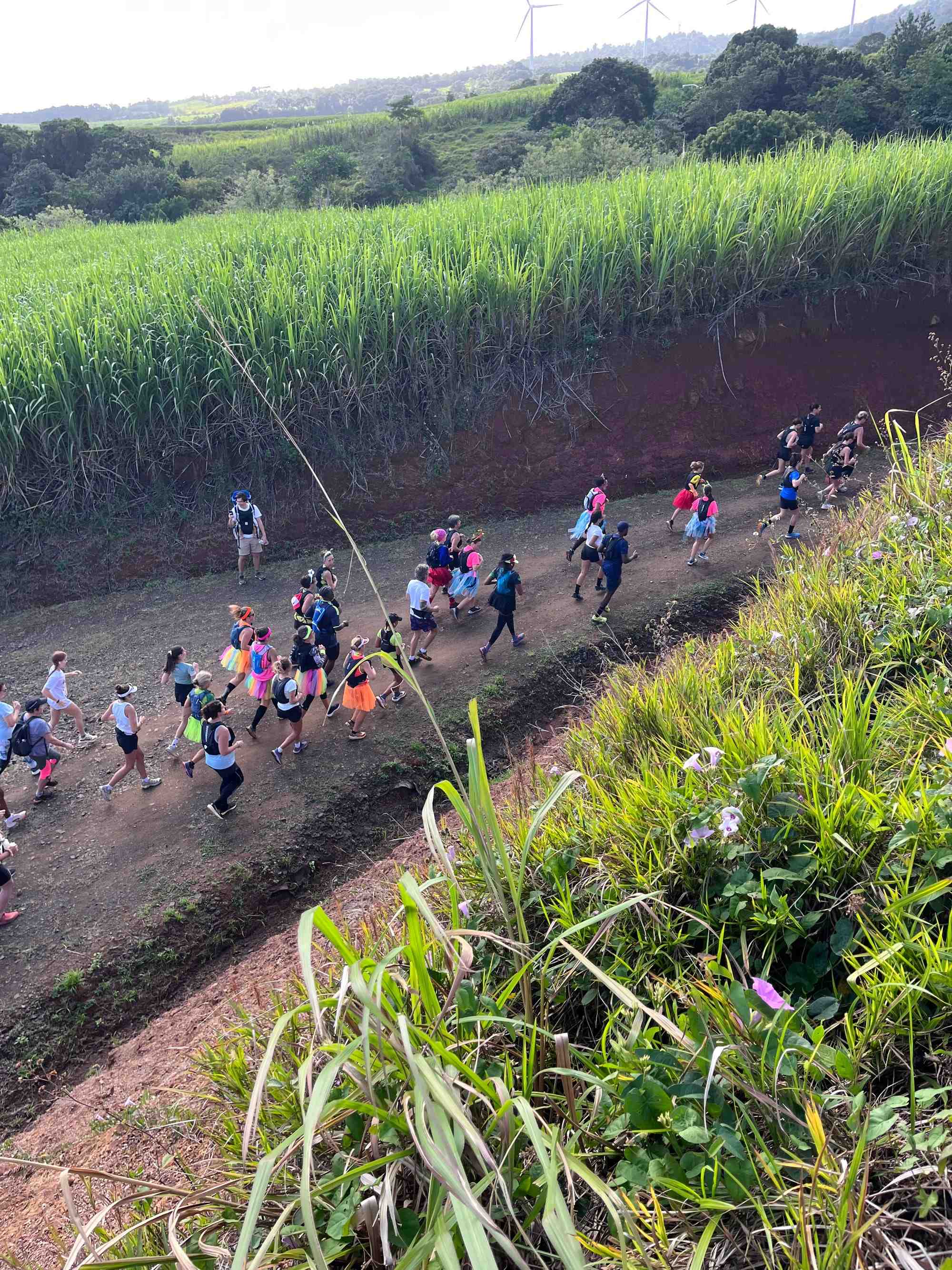Le peloton de l'Ekotrail, en tutus et déguisements, monte un chemin de terre rouge entre les champs de canne, sous les éoliennes de Sainte-Rose
